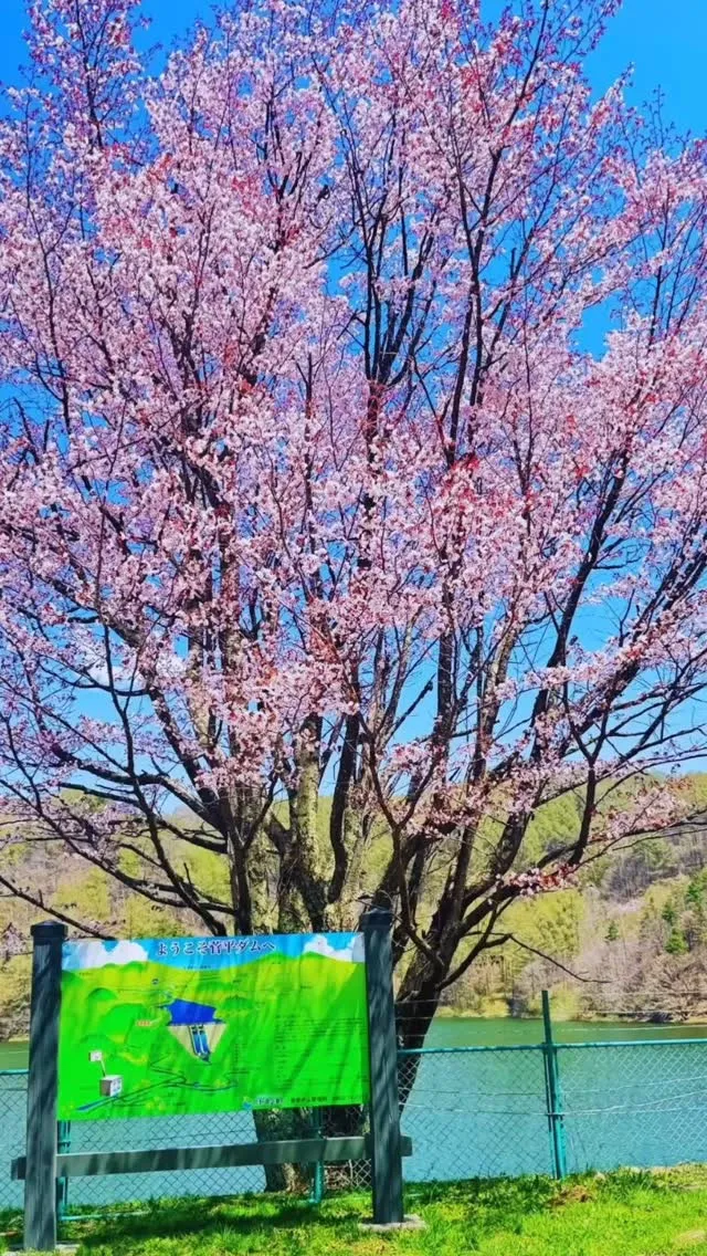 5月の桜