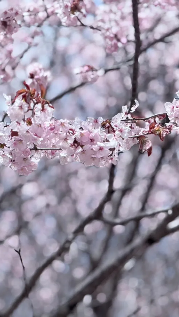 峰の原高原の山桜が、蕾みからゆっくりと花開きました。